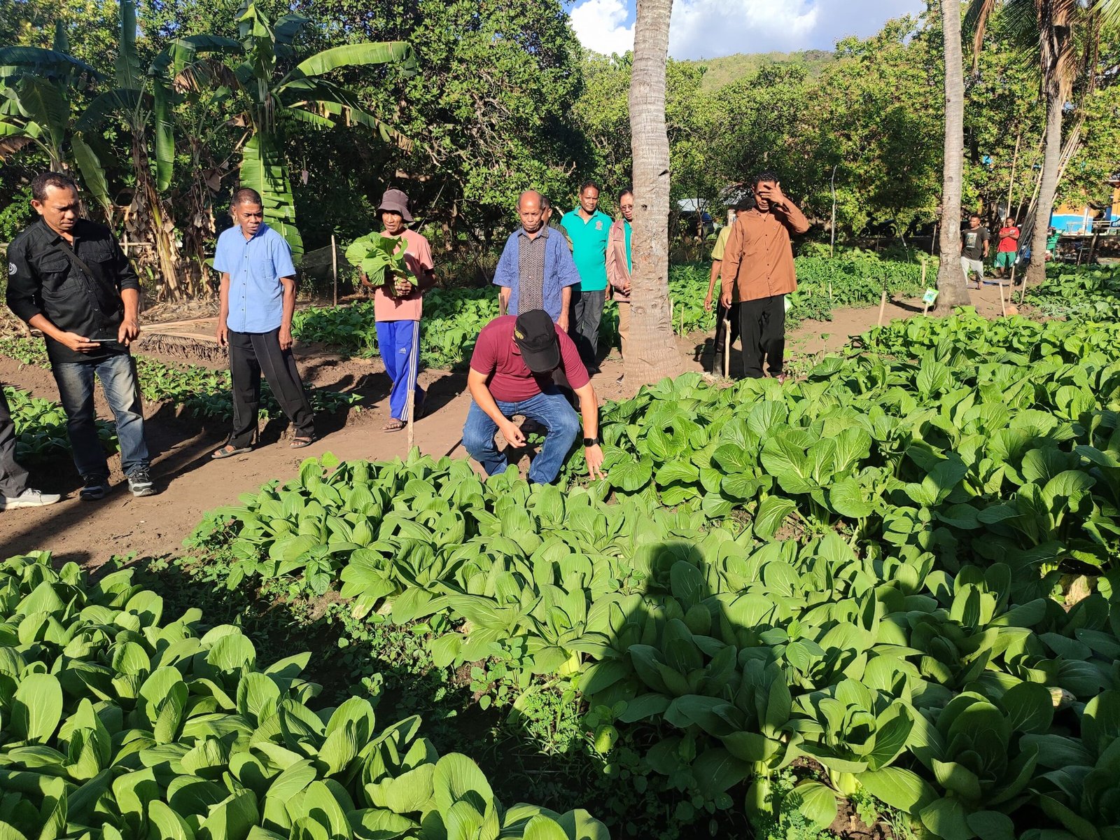 Monitoring Harvest Program - Paroki Waiwadan (Minggu, 2/8/2026)